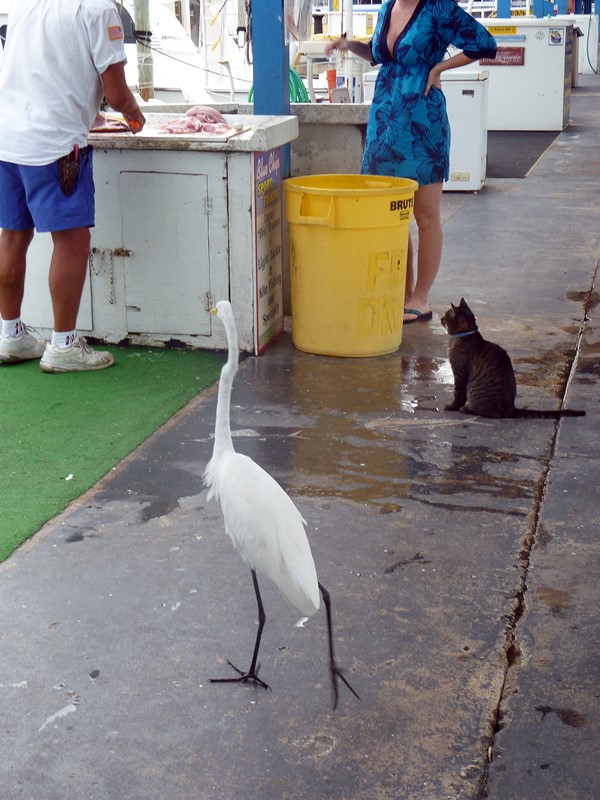 queue chez le poissonnier key largo