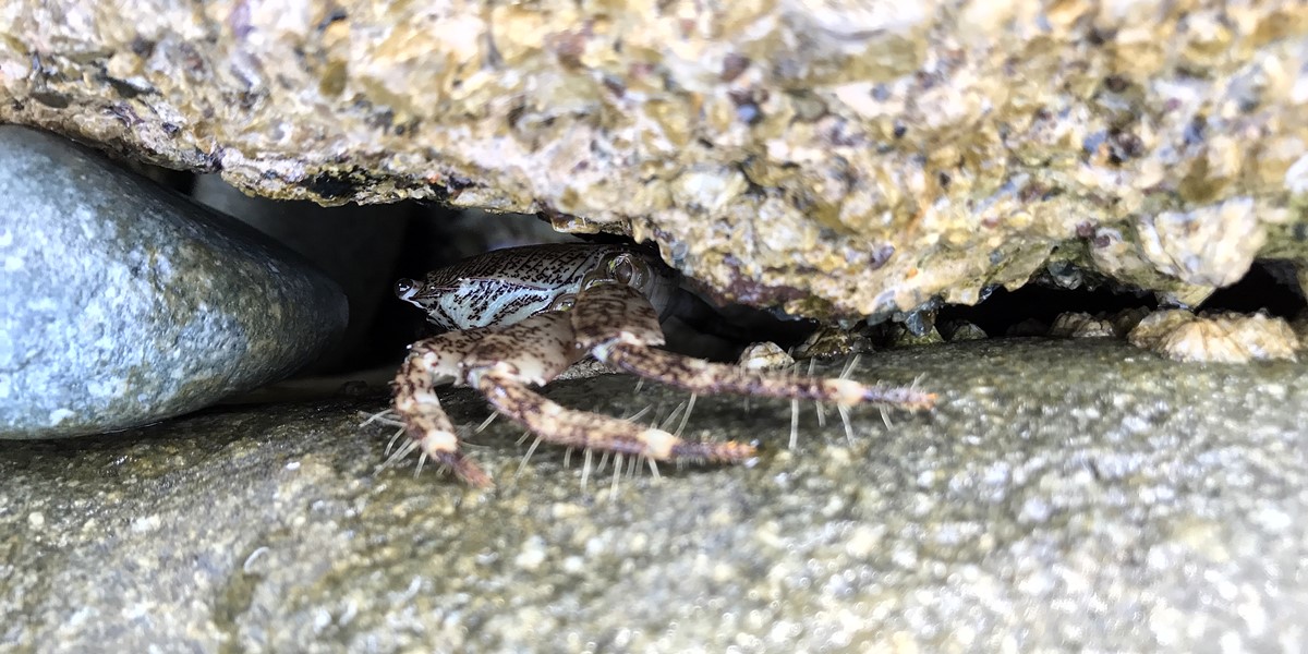 roches rouges crabe